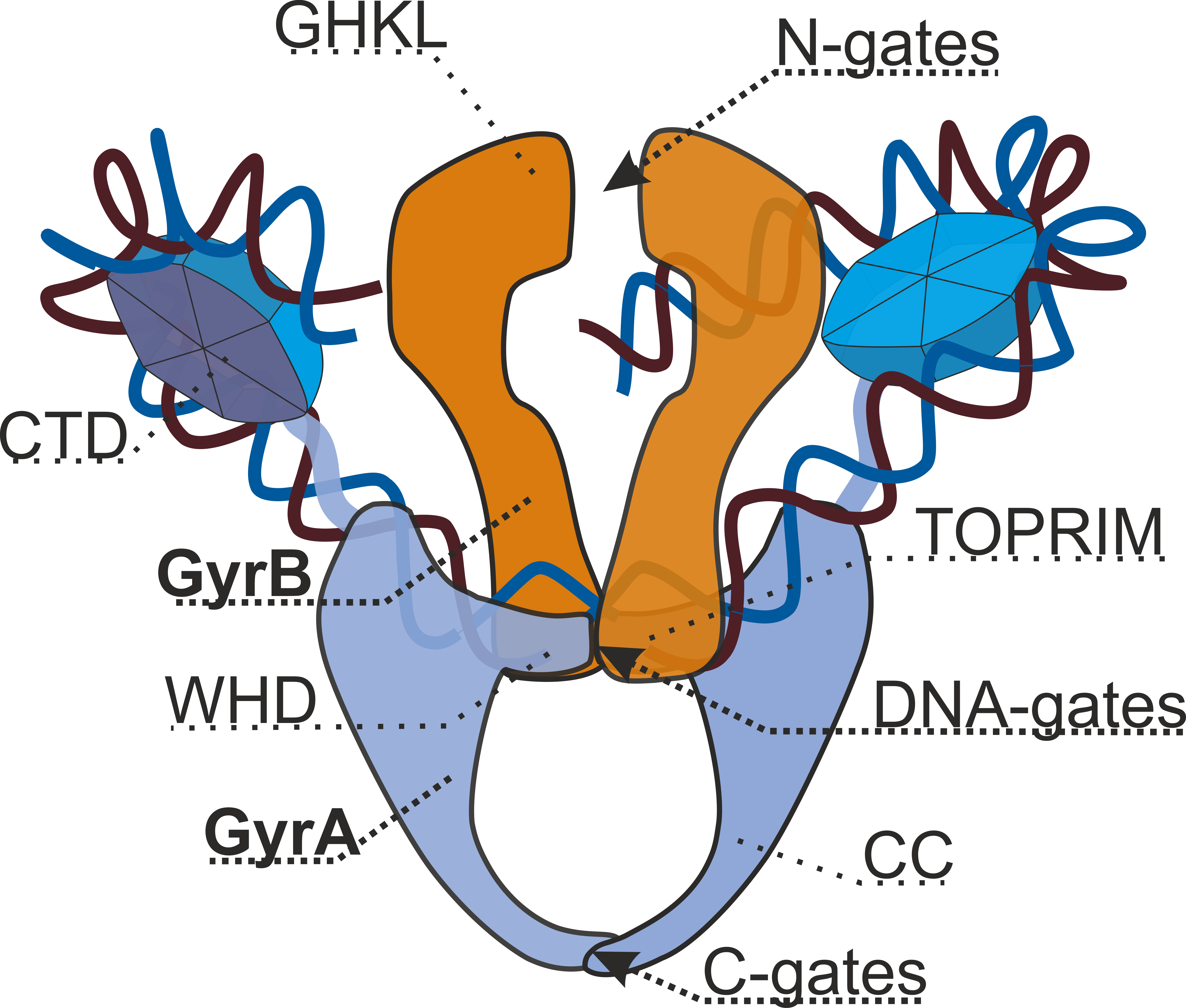 A schematic diagram of the enzyme type II topoisomerase. (Sutor CC BY-SA 4.0 via Wikimedia
Commons )